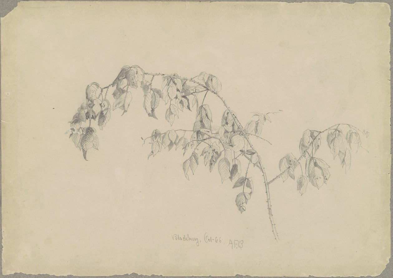 Mûre - Andrew Fisher Bunner