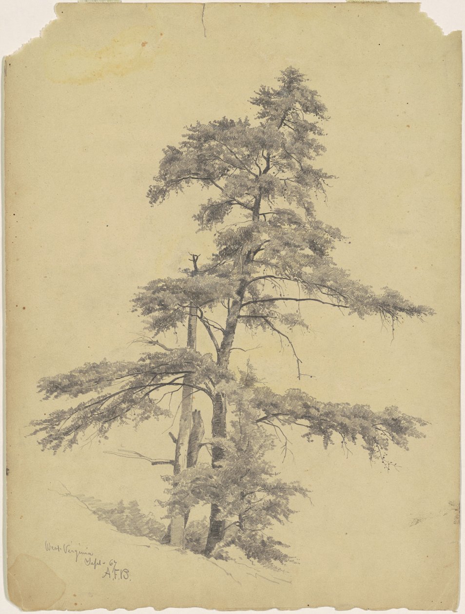 Arbres, Virginie-Occidentale - Andrew Fisher Bunner