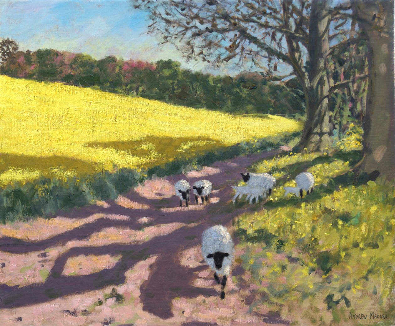 Moutons et champ jaune, 2017 - Andrew Macara