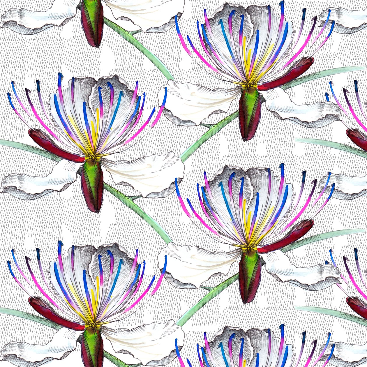 Fleurs de Câprier, 2017 - Andrew Watson