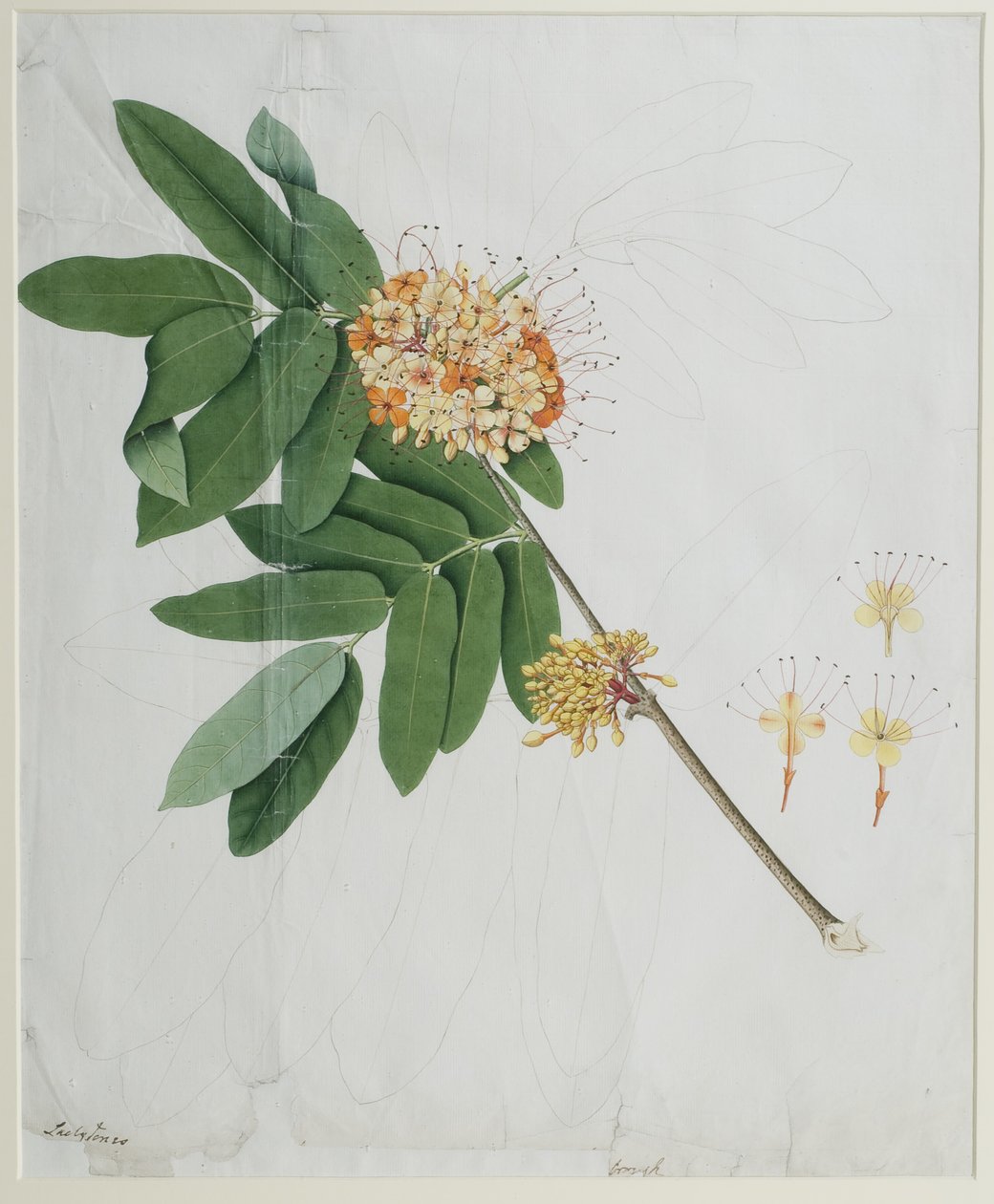 Moringa oleifera, aussi appelé arbre raifort ou arbre à tambour, 1785 - Anna Maria Jones