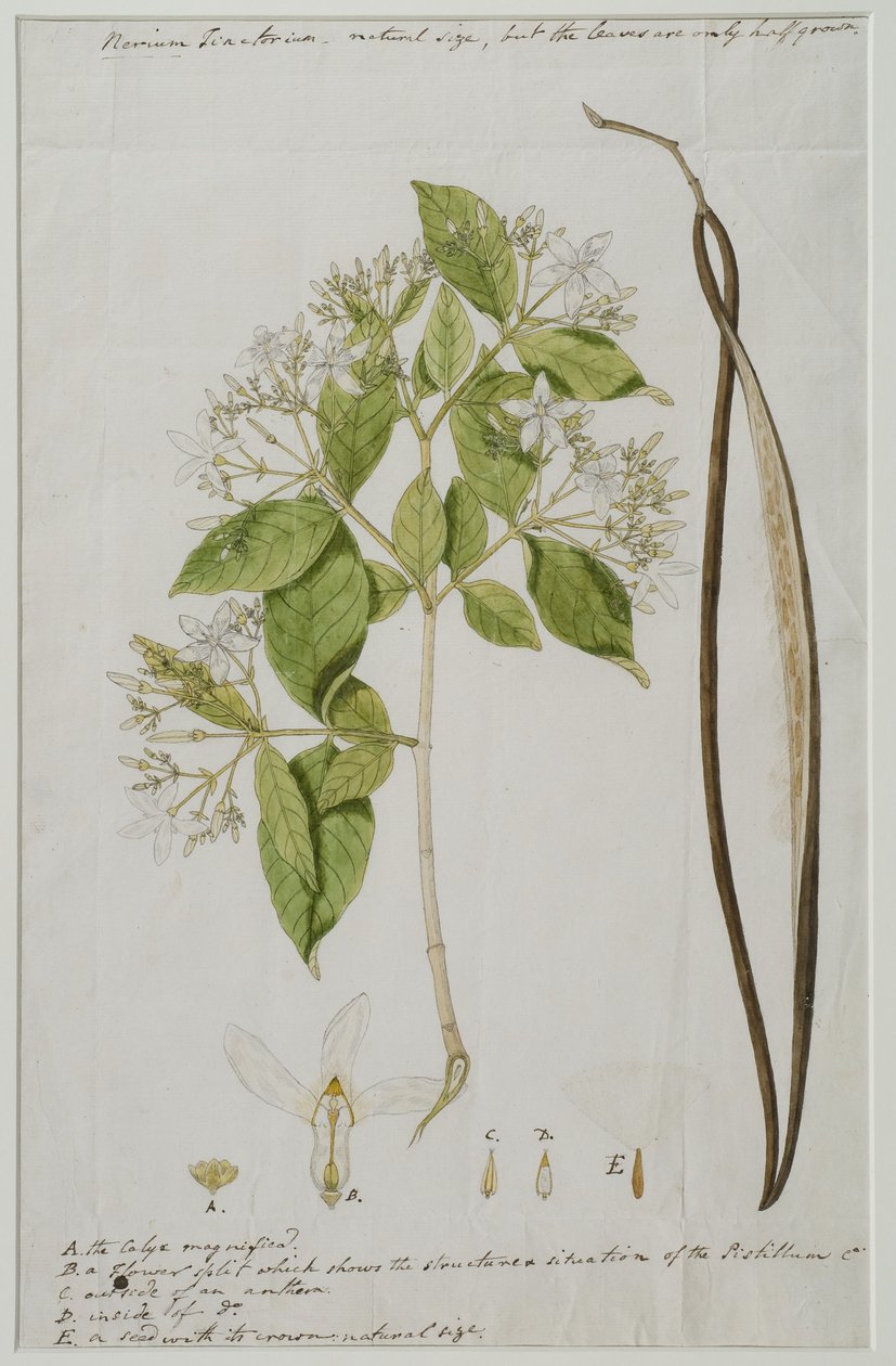 Wrightia tinctoria (Roxb.), 1785 - Anna Maria Jones