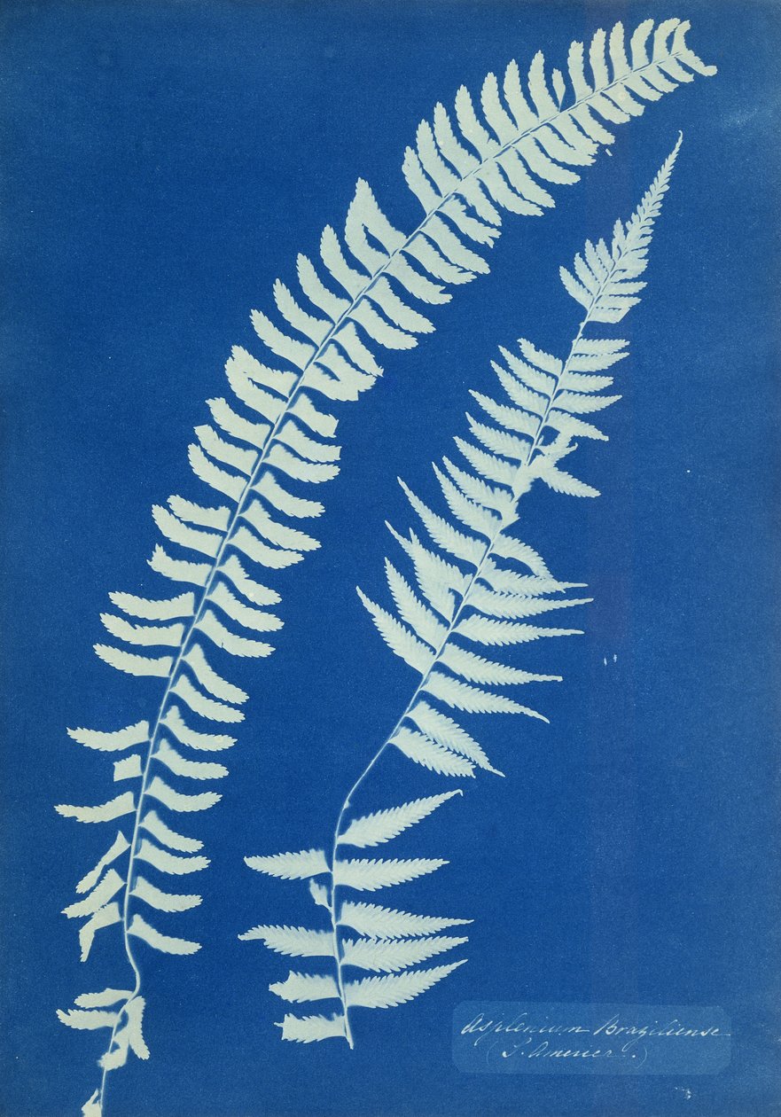 Asplenium Braziliense, Amérique du Sud, vers 1850 - Anna Atkins