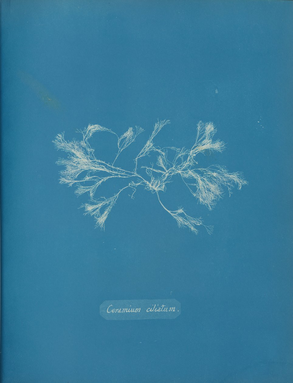 Ceramium ciliatum - Anna Atkins