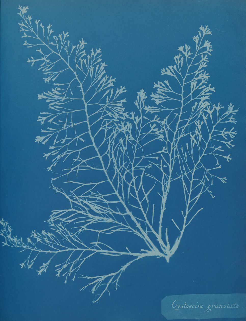 Cystoseira granulata, ca. 1853 - Anna Atkins