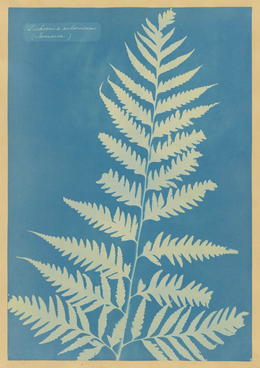 Dichsonia arborescens, Jamaïque - Anna Atkins
