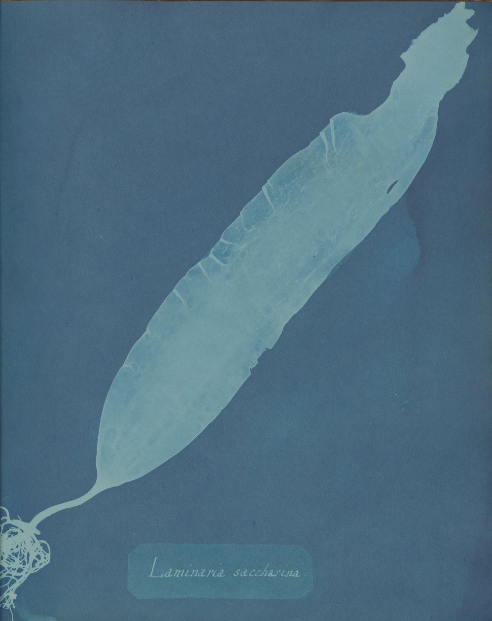 Laminaria saccharina, vers 1853 - Anna Atkins