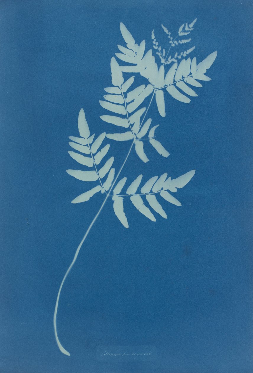 Osmunda Rigalis (Australie) - Anna Atkins