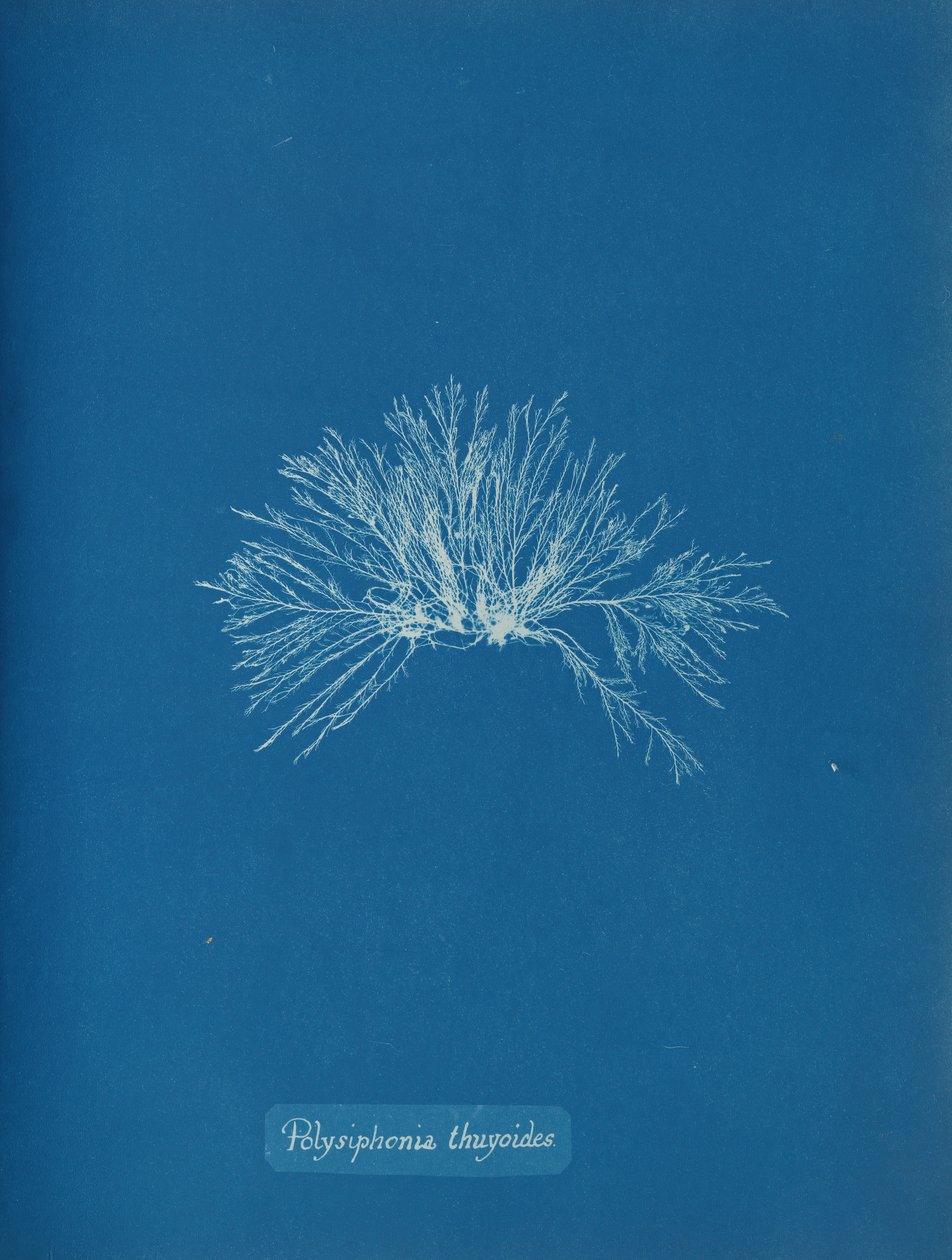 Polysiphonia thuyoides - Anna Atkins