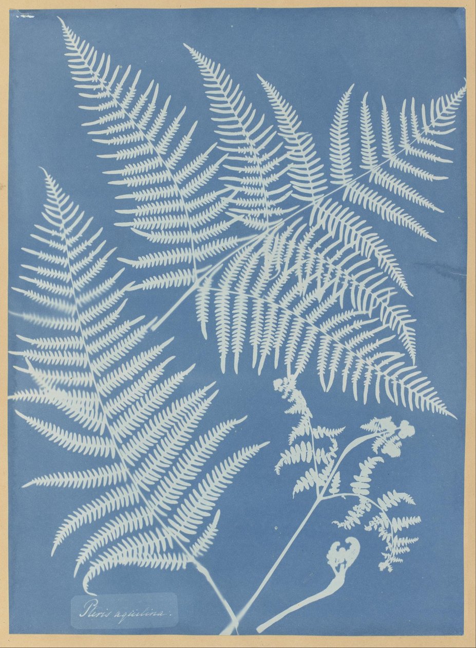 Pteris aquilina - Anna Atkins