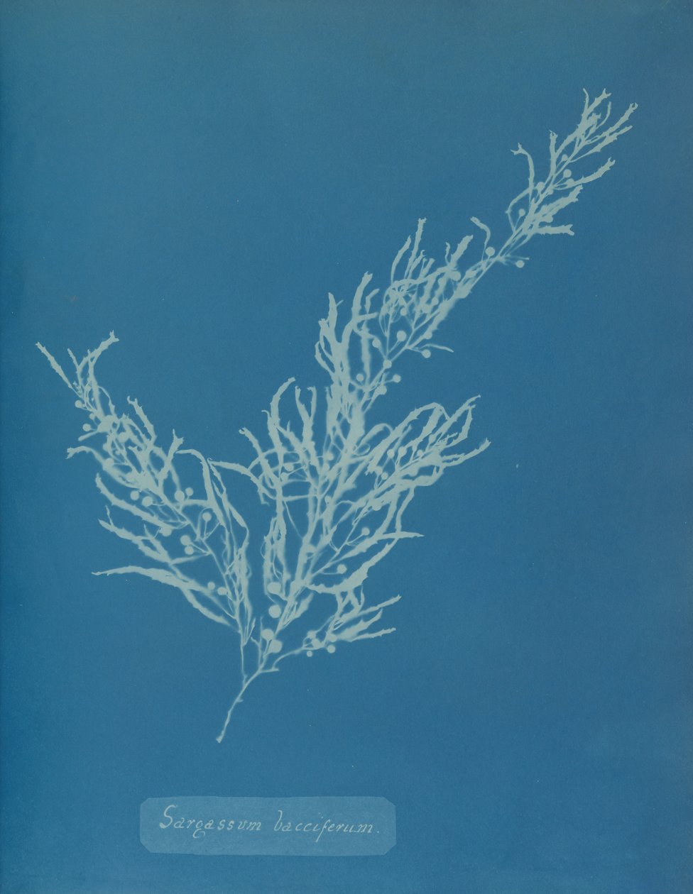 Sargassum bacciferum, vers 1853 - Anna Atkins