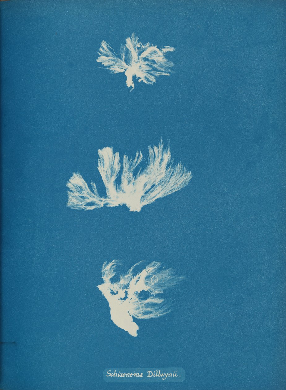 Schizonema Dillwynii, vers 1853 - Anna Atkins