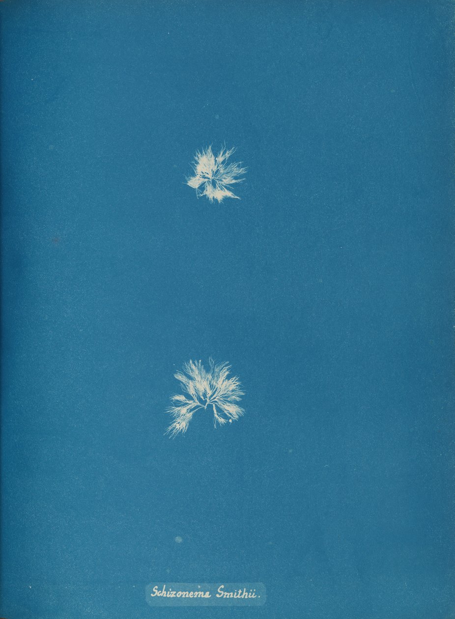 Schizonema Smithii, vers 1853 - Anna Atkins