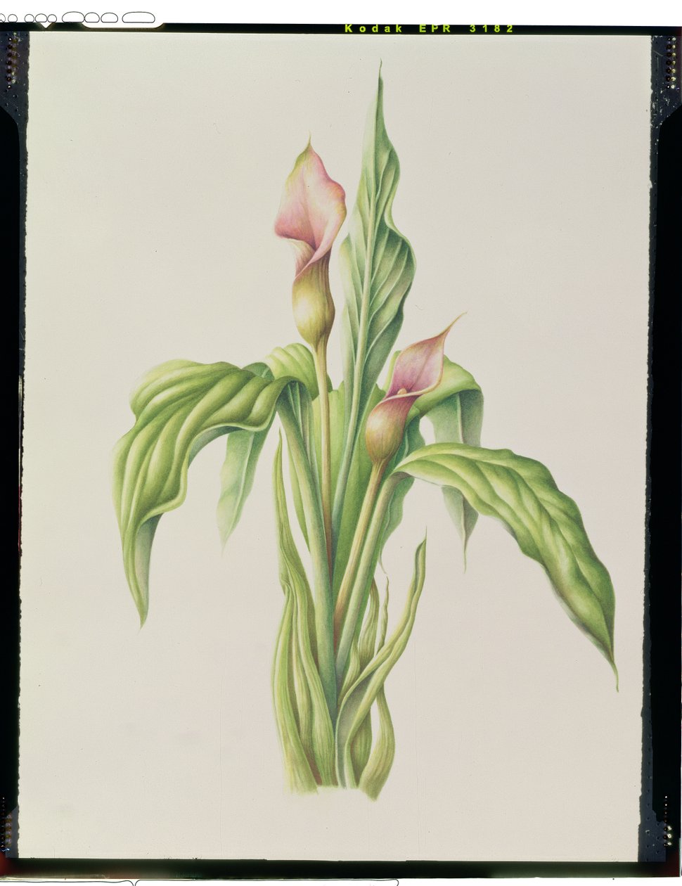 Carla Lily, 2000 - Annabel Barrett