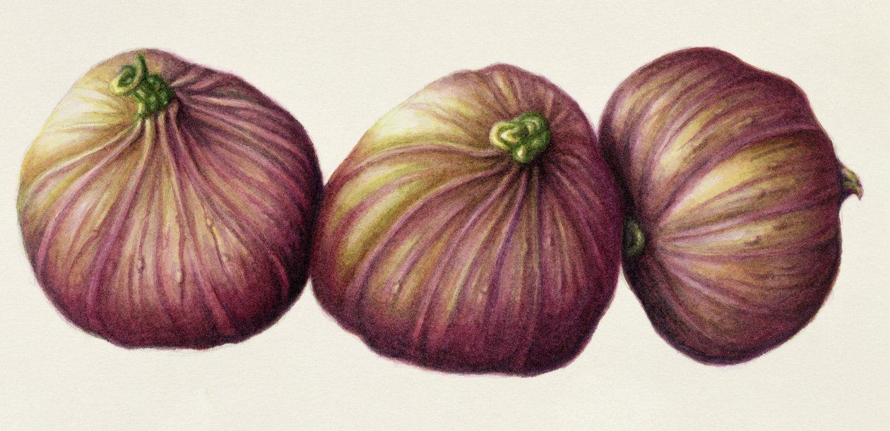 Figues, 2001 - Annabel Barrett
