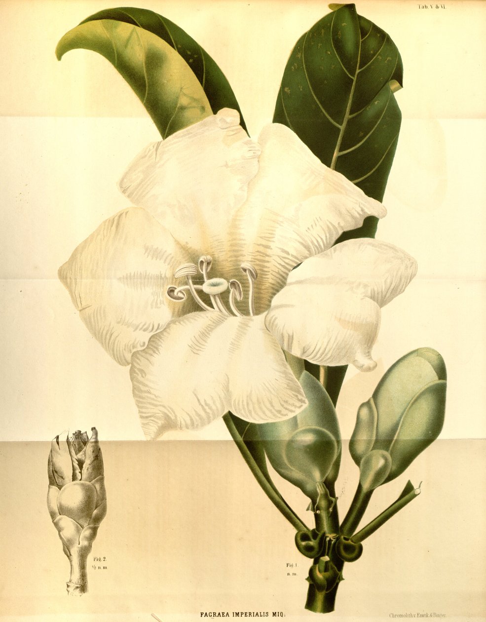 Fagraea imperialis - Annales Musei botanici lugduno batavi