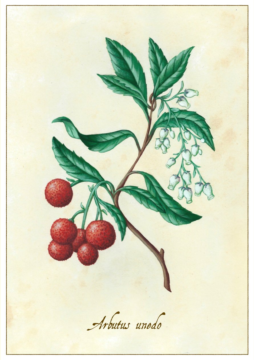 Arbutus unedo, 2015 - Annalisa Morrocco