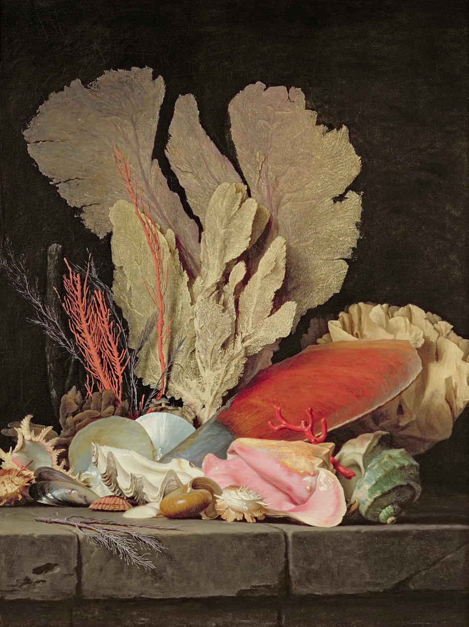 Algues, lithophytes et coquillages - Anne Vallayer Coster