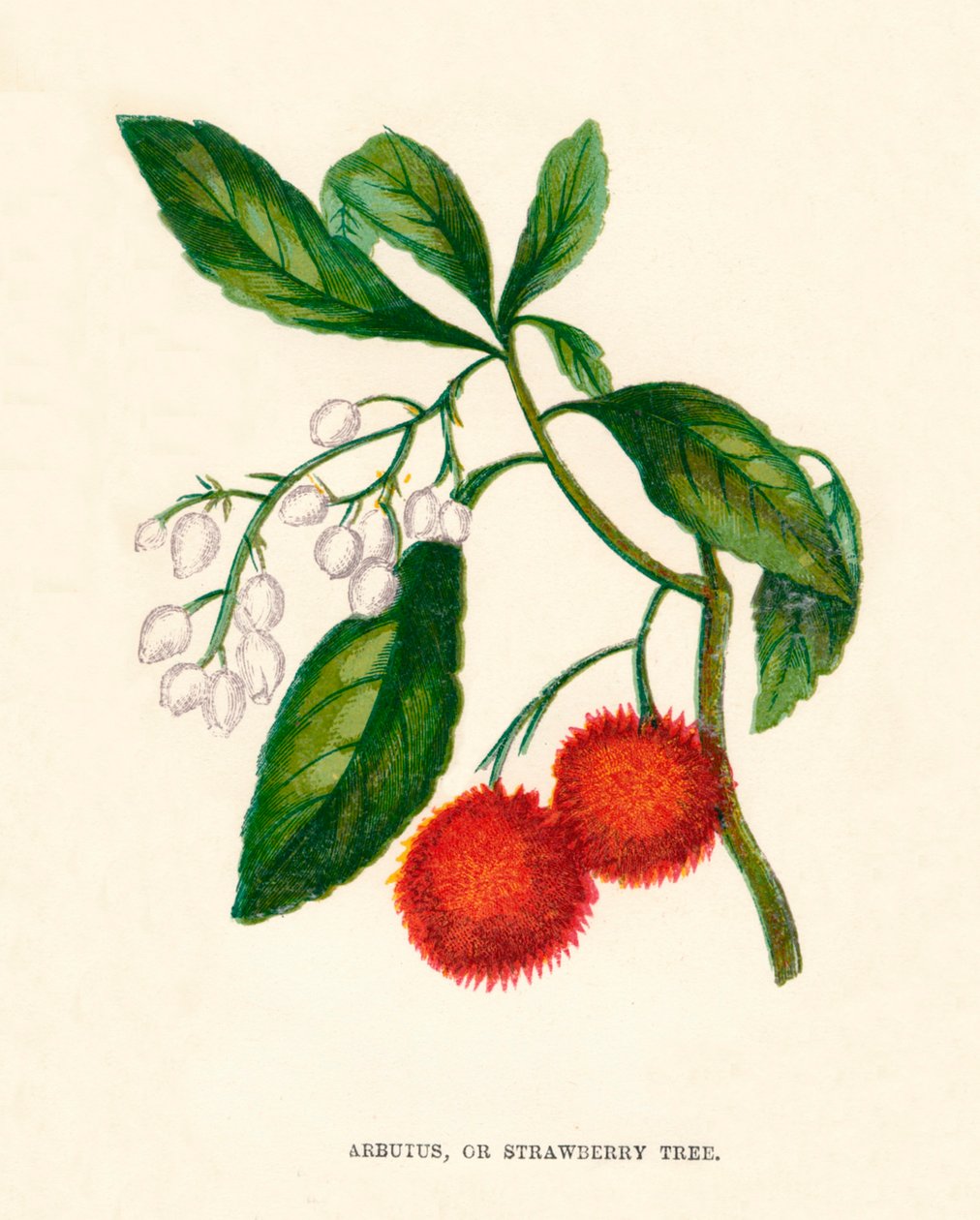 Arbutus, ou arbre à fraises, vers 1891, 1891 - Anne Pratt