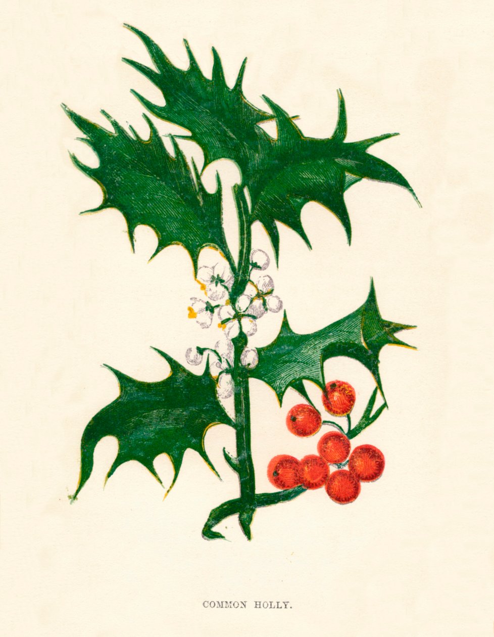 Houx commun, vers 1891, 1891 - Anne Pratt