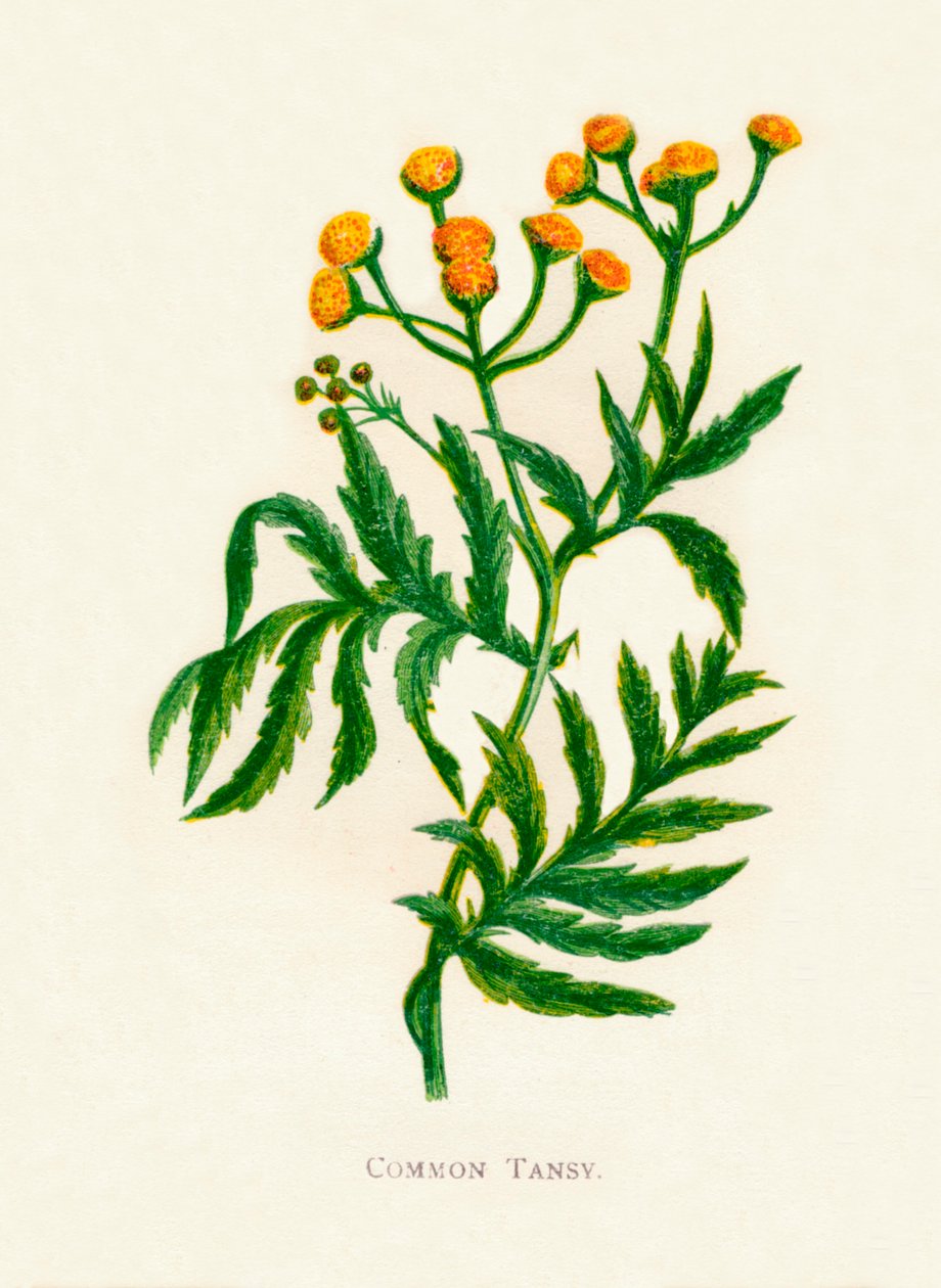 Tanaisie commune (c. 1891) - Anne Pratt