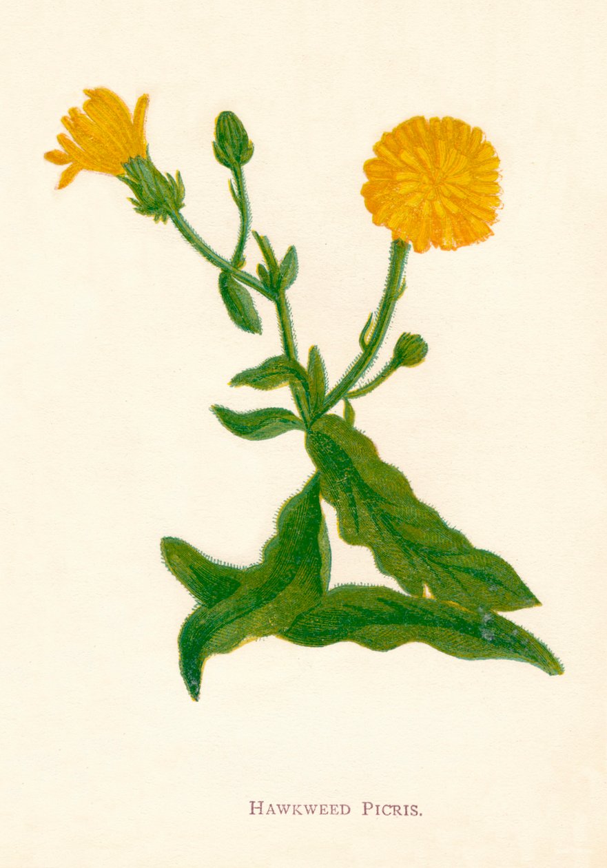 Épervière Picris, vers 1891, 1891 - Anne Pratt