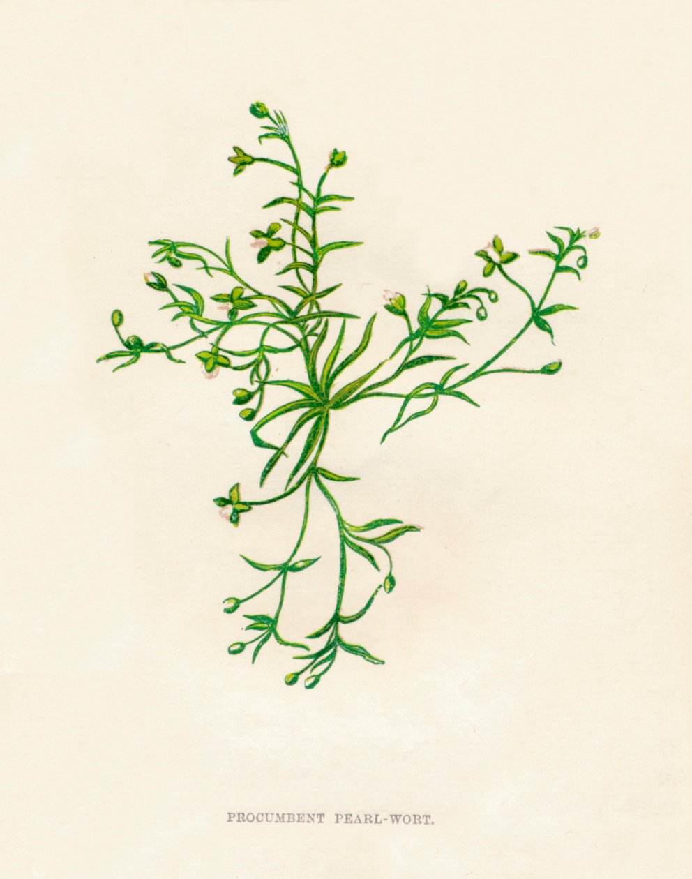 Procumbent Pearl-Wort - Anne Pratt