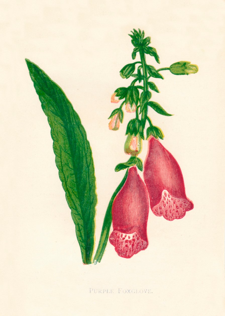 Digitale pourpre, vers 1891 - Anne Pratt