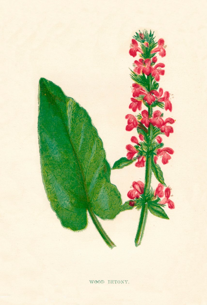 Bétoine des bois - Anne Pratt