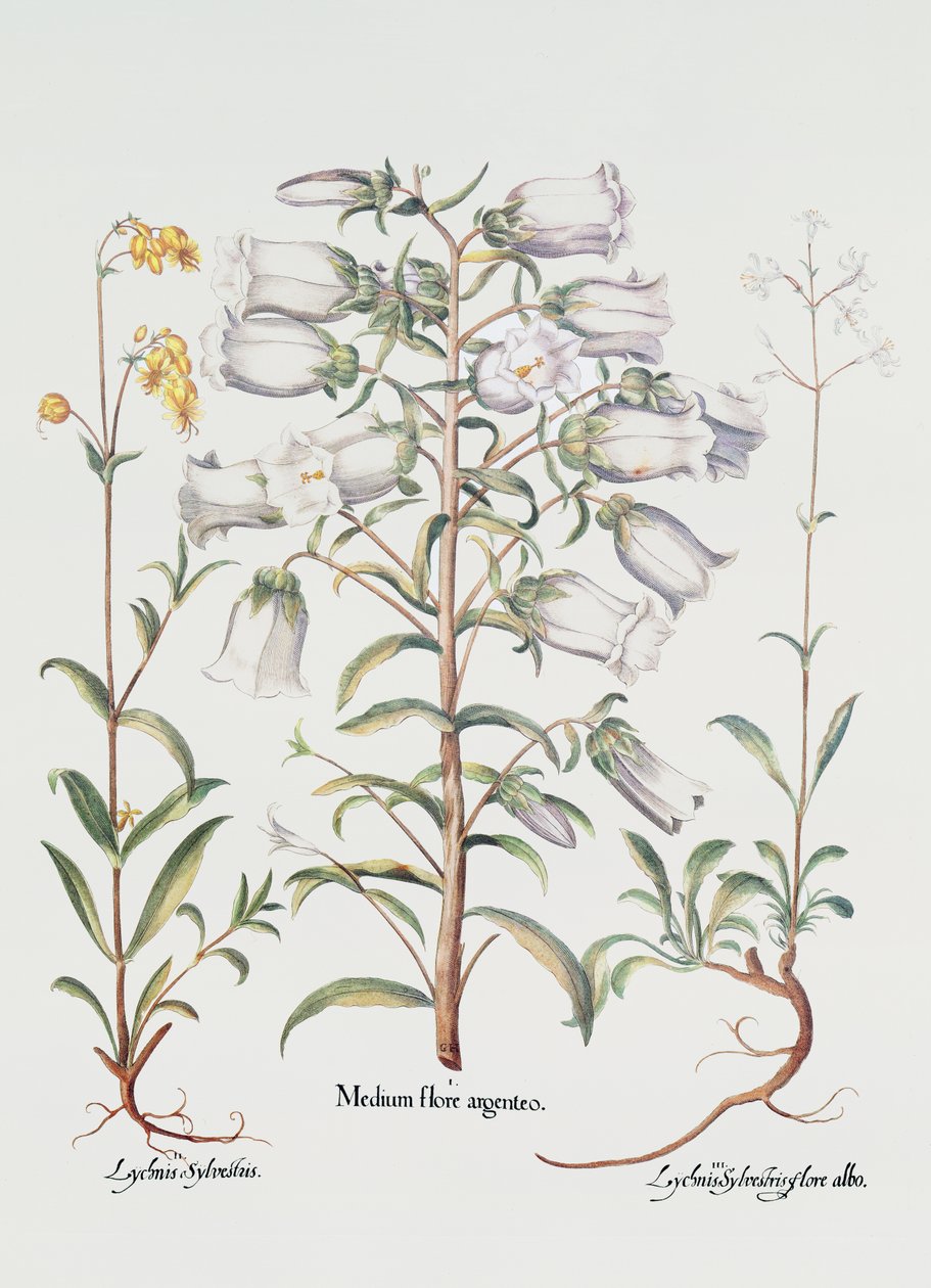 Campanule, Allemand, 18ème siècle - Unbekannt Unbekannt