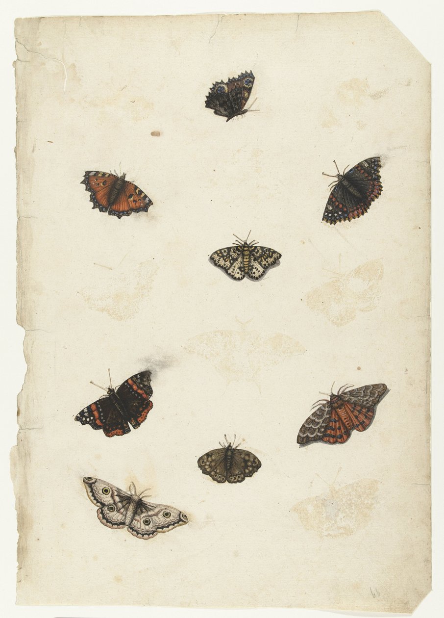 Huit papillons - Anonymous