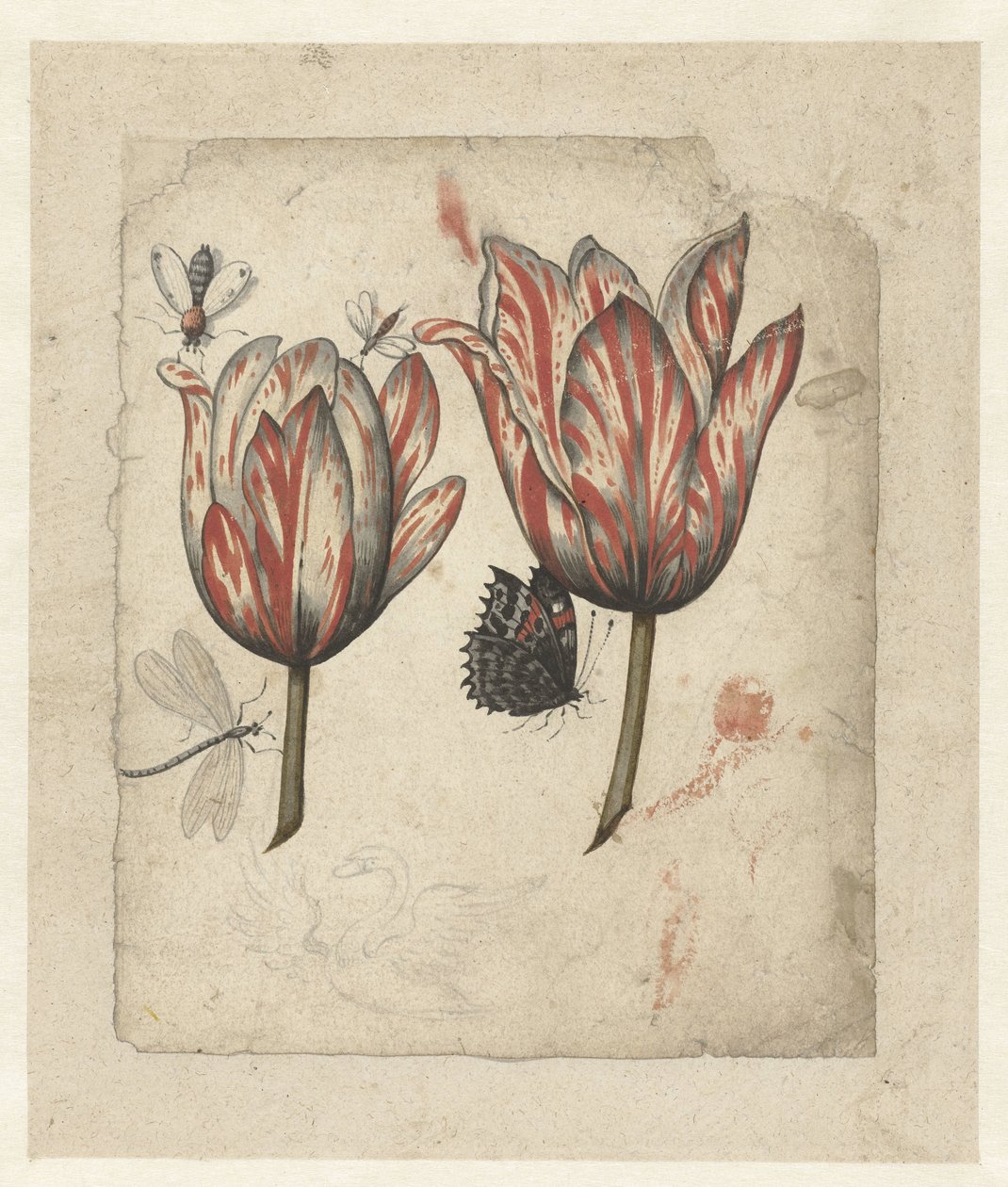Feuille avec deux tulipes et quelques insectes - Anonymous