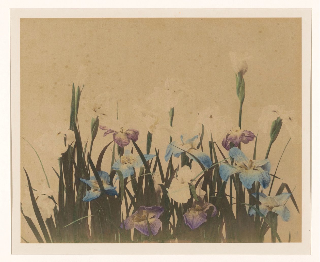 Nature morte de fleurs avec des iris - Anonymous
