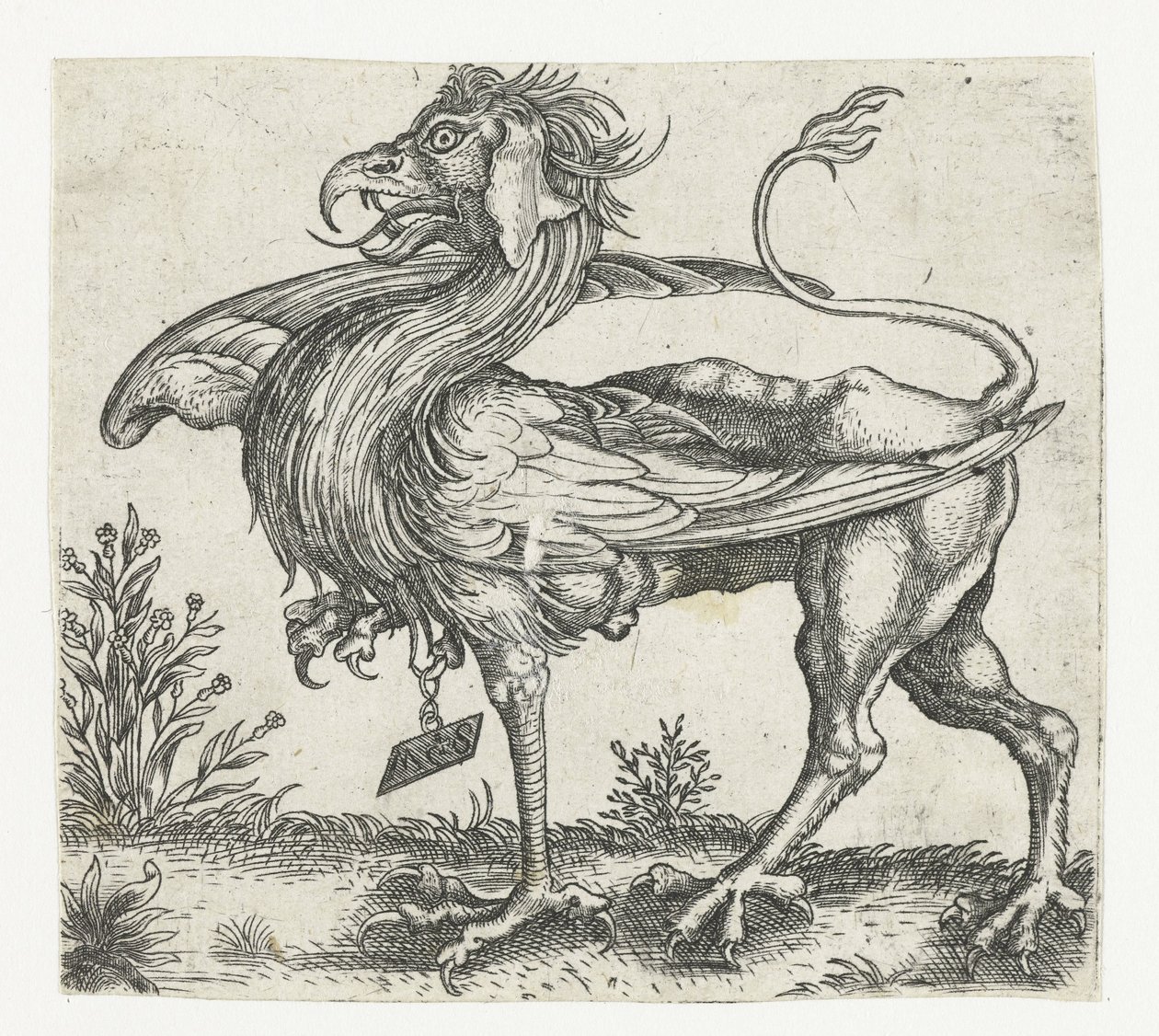 Le griffon - Anonymous