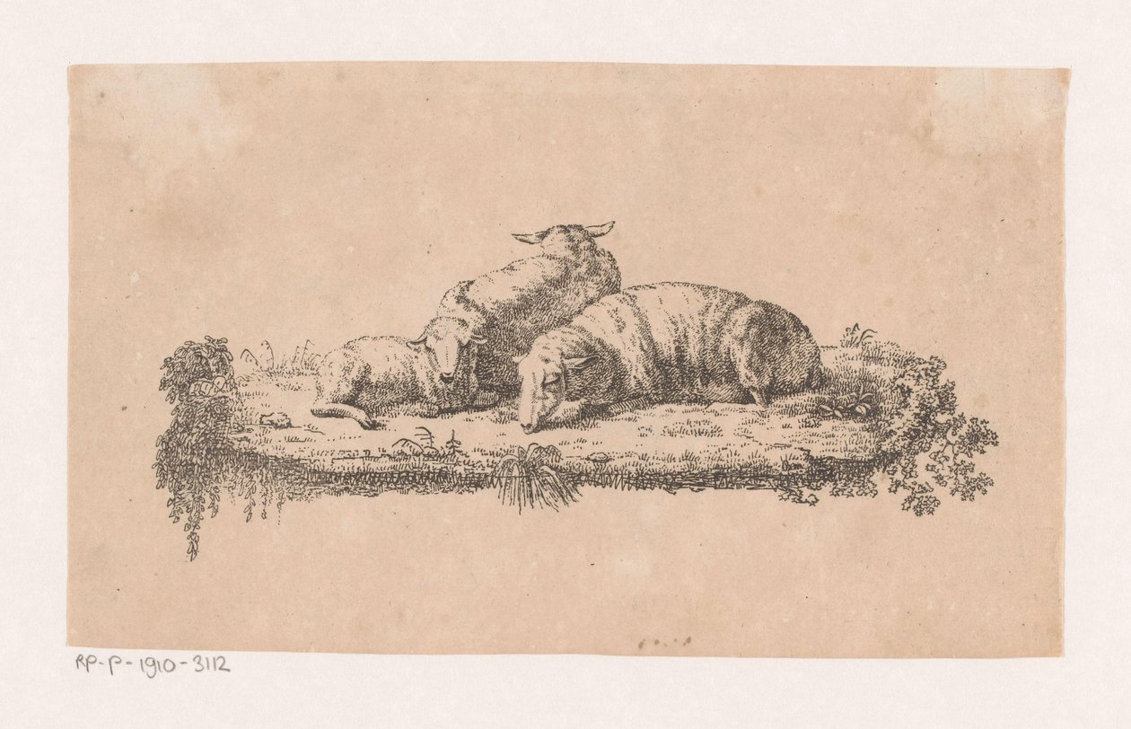 Trois moutons couchés - Anonymous