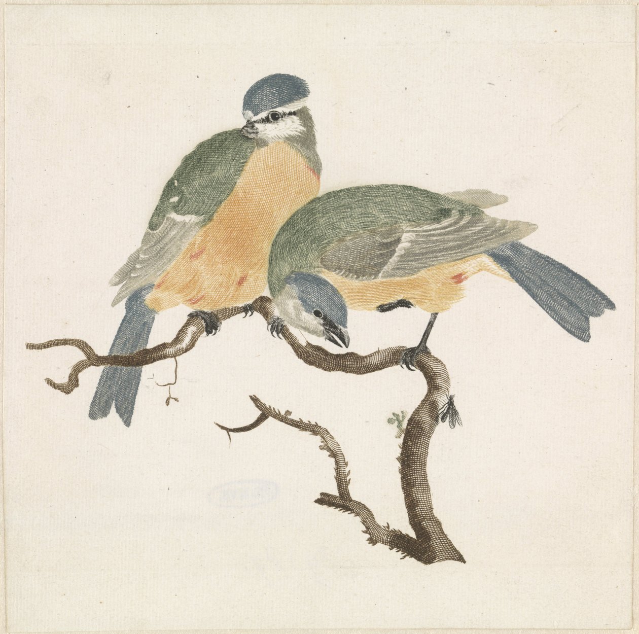 Une mésange bleue et une mésange charbonnière sur une branche - Anonymous
