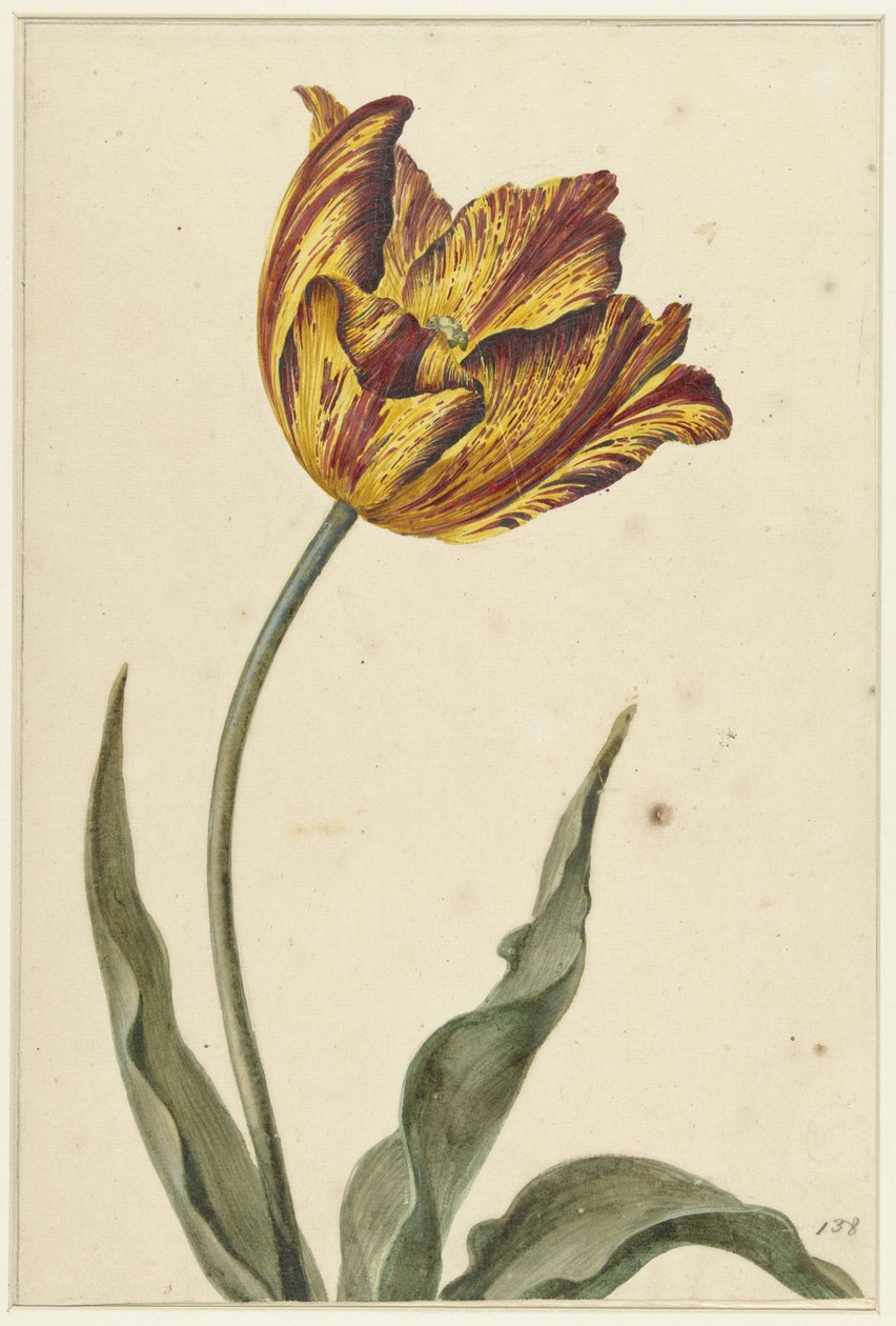 Tulipe jaune-orange-rouge - Anonymous