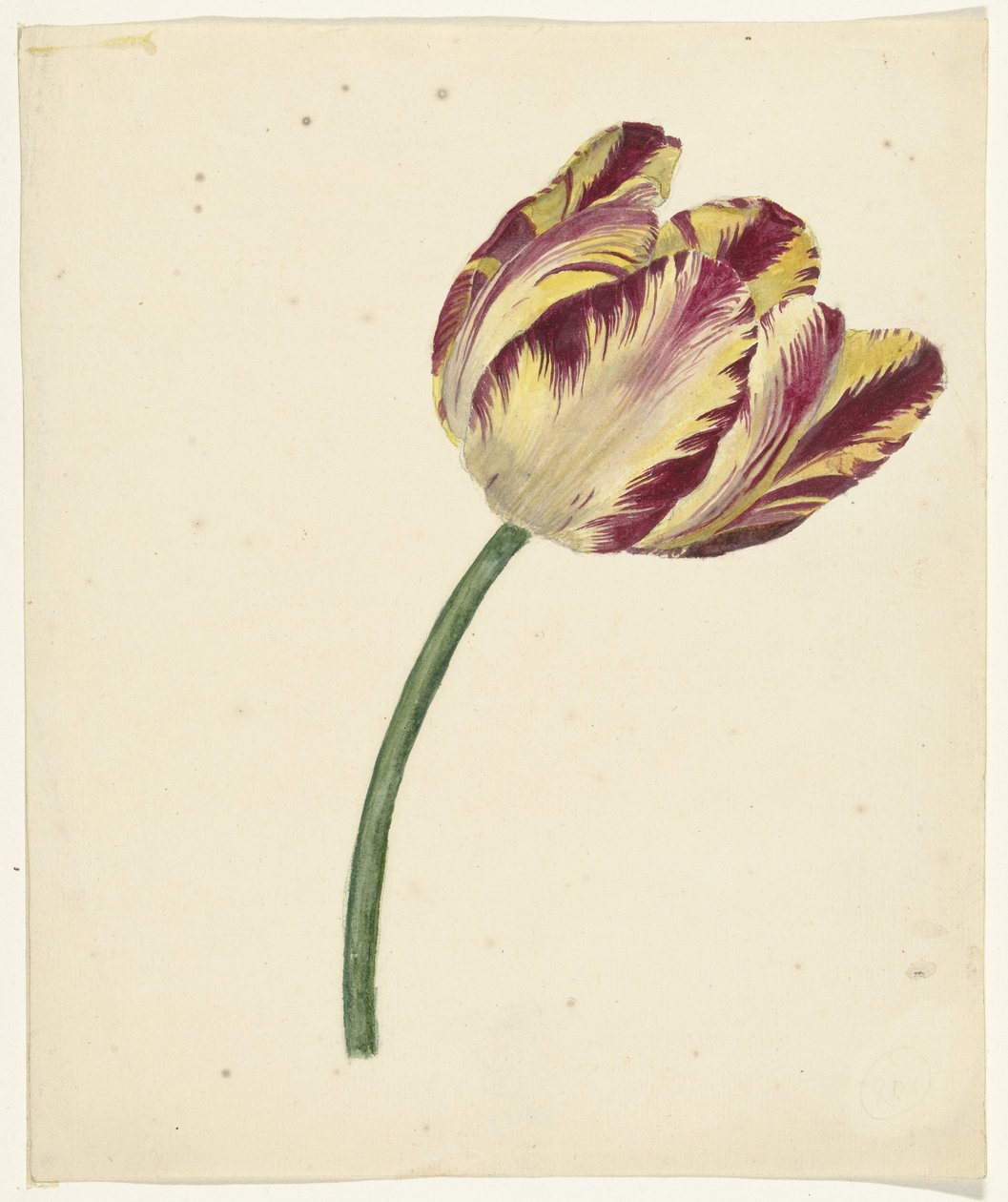 Tulipe jaune-rouge - Anonymous