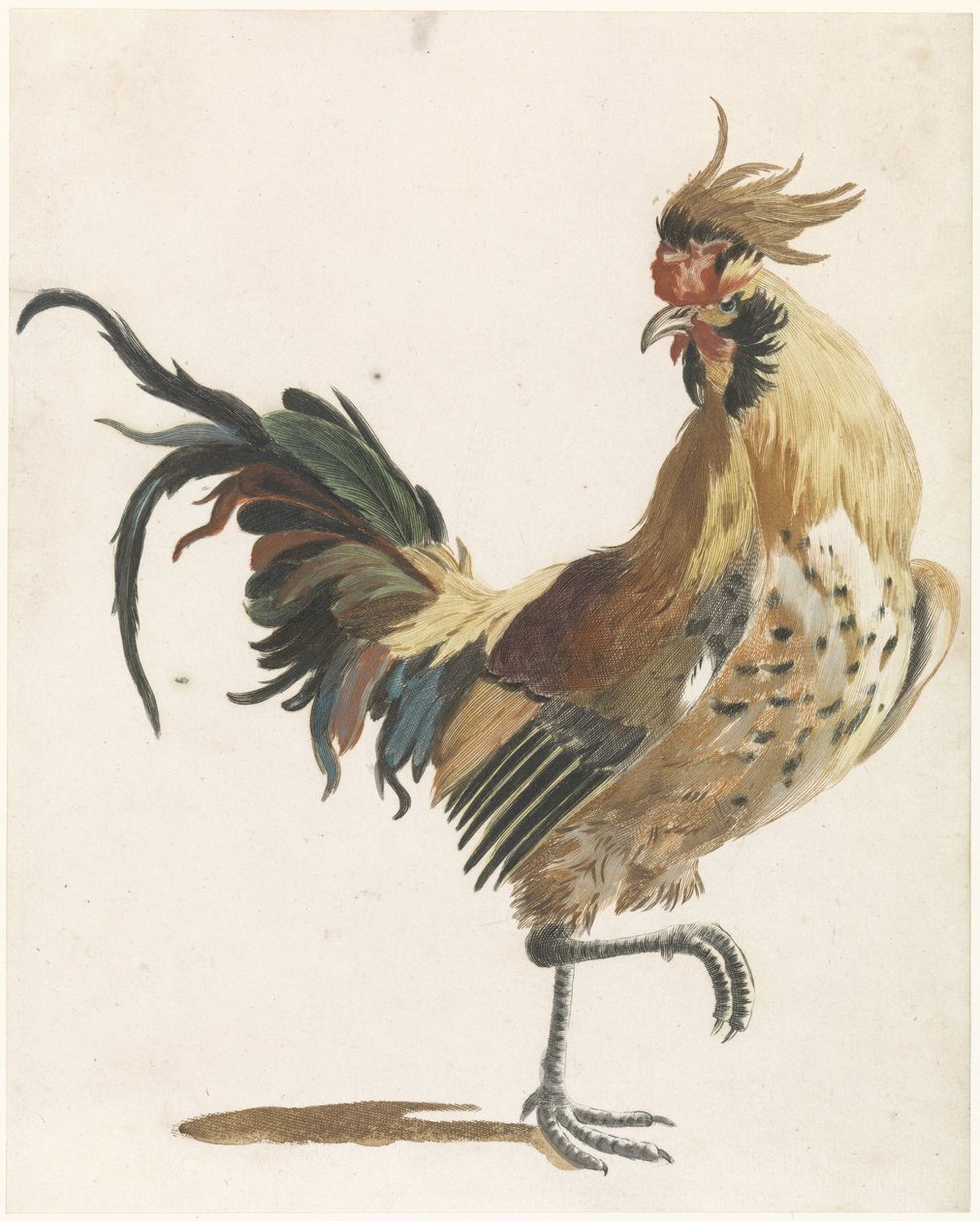 Coq marchant vers la droite (version B) - Anonymous