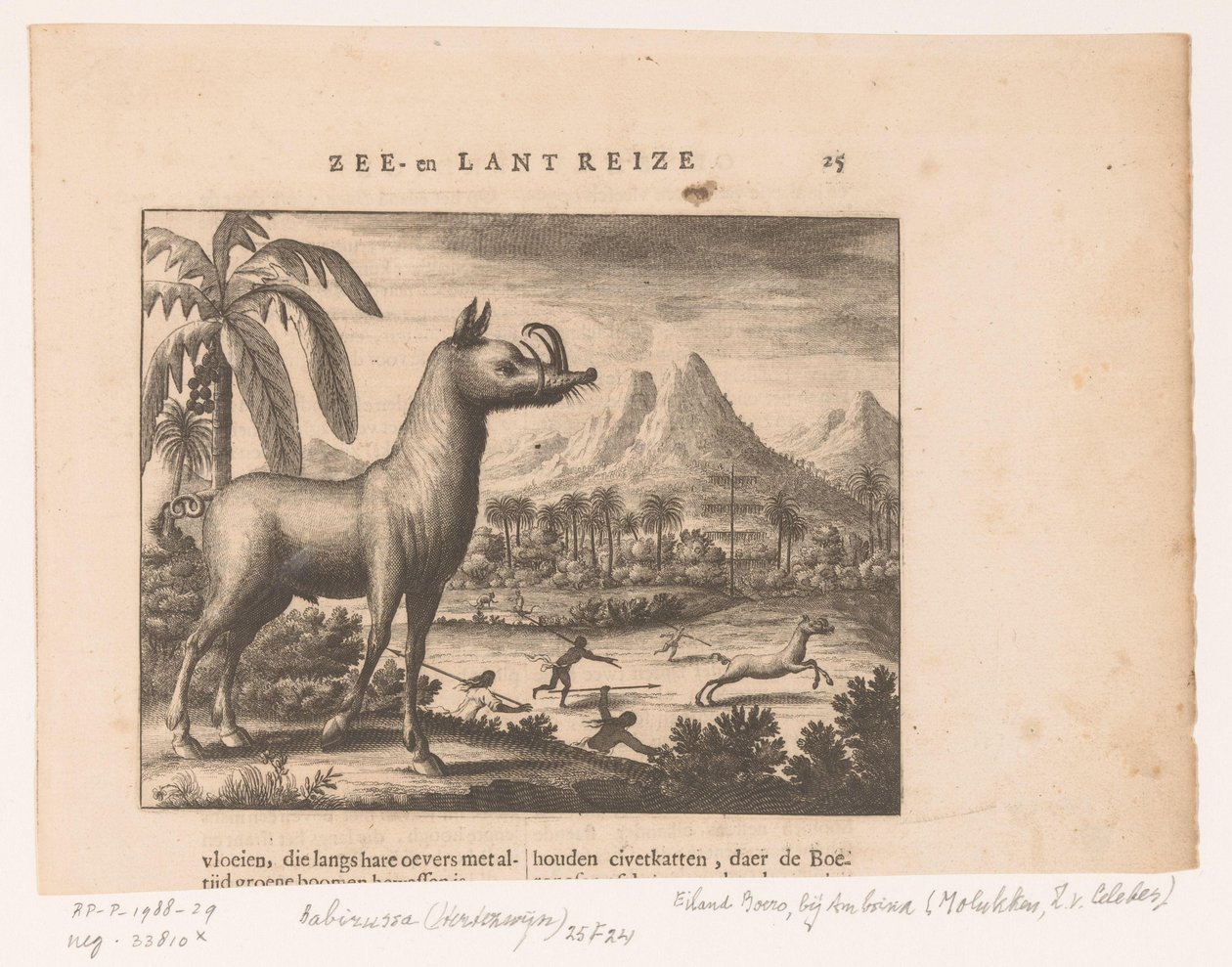 Cochon cerf ou babiroussa doré - Anonymous