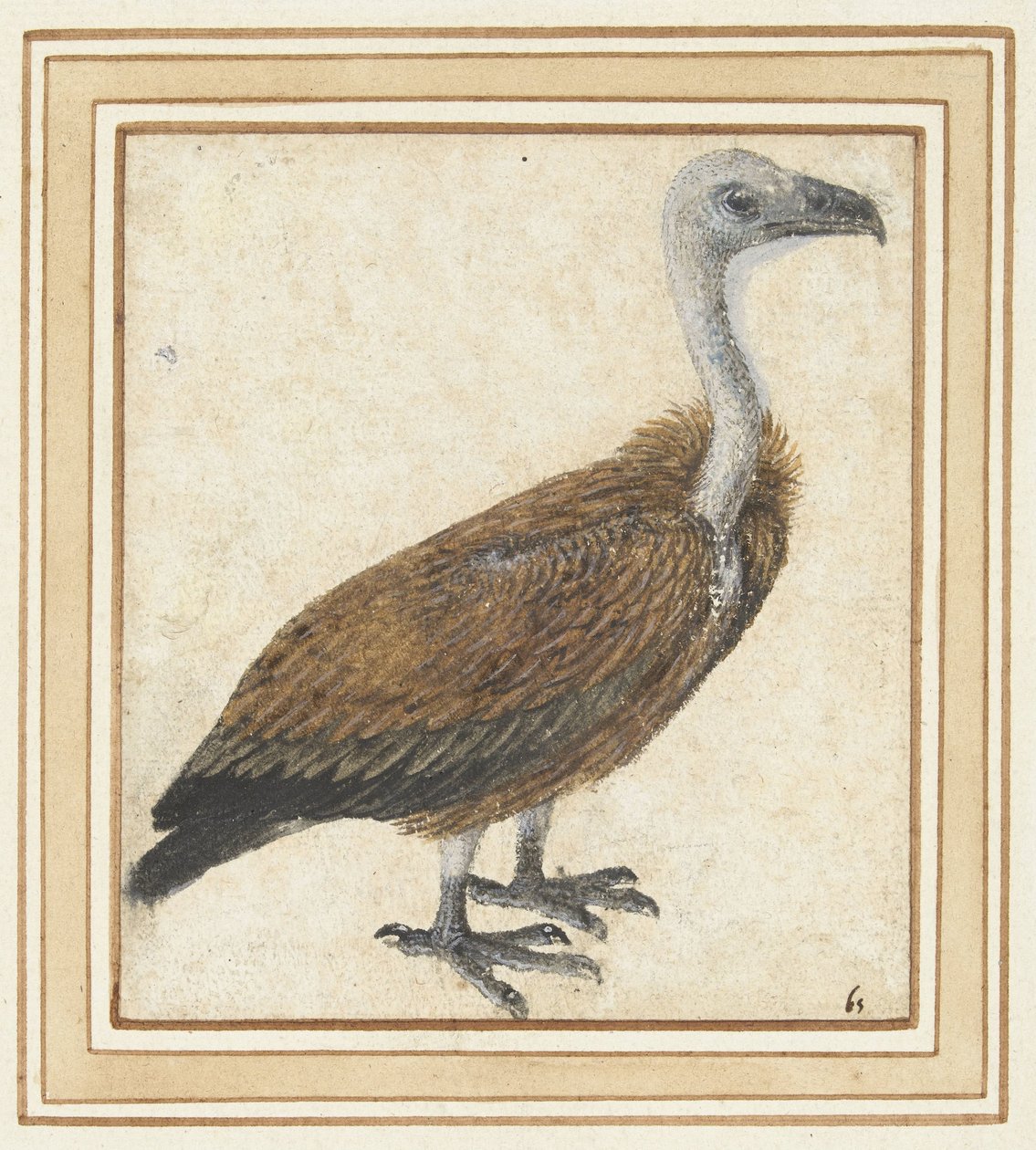 Jeune vautour fauve (Gyps fulvus) - Anonymous