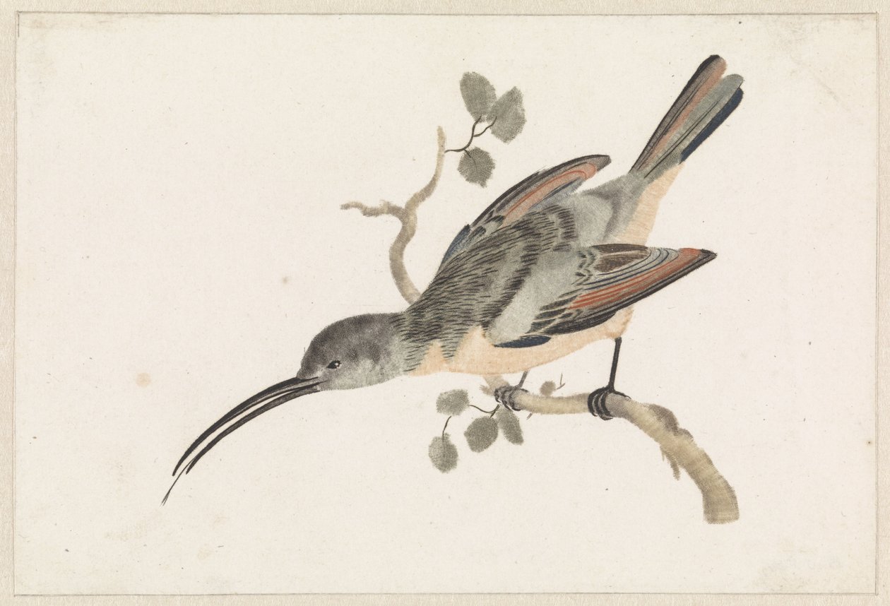 Colibri sur une branche à gauche - Anonymous