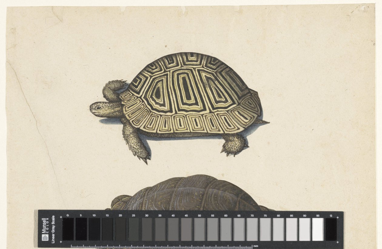 Tortue terrestre - Anonymous