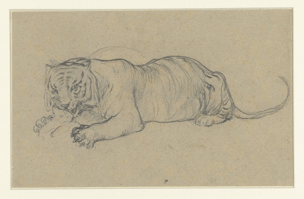 Tigre allongé déchirant un morceau de viande - Anonymous