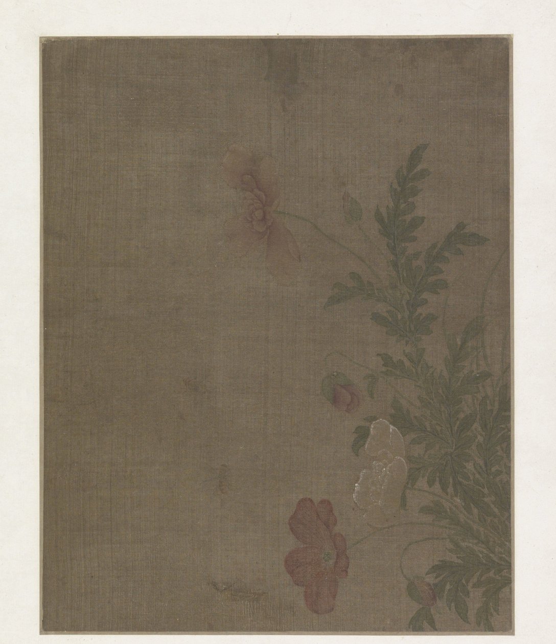 Fleurs de pavot - Anonymous