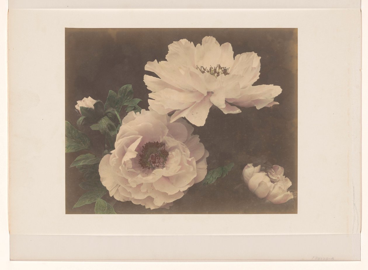 Pivoines - Anonymous