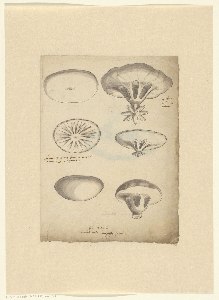 Feuille d
