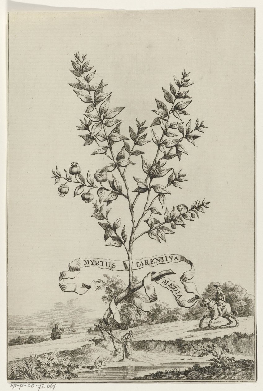 Branche de Myrtus Tarentina - Anonymous