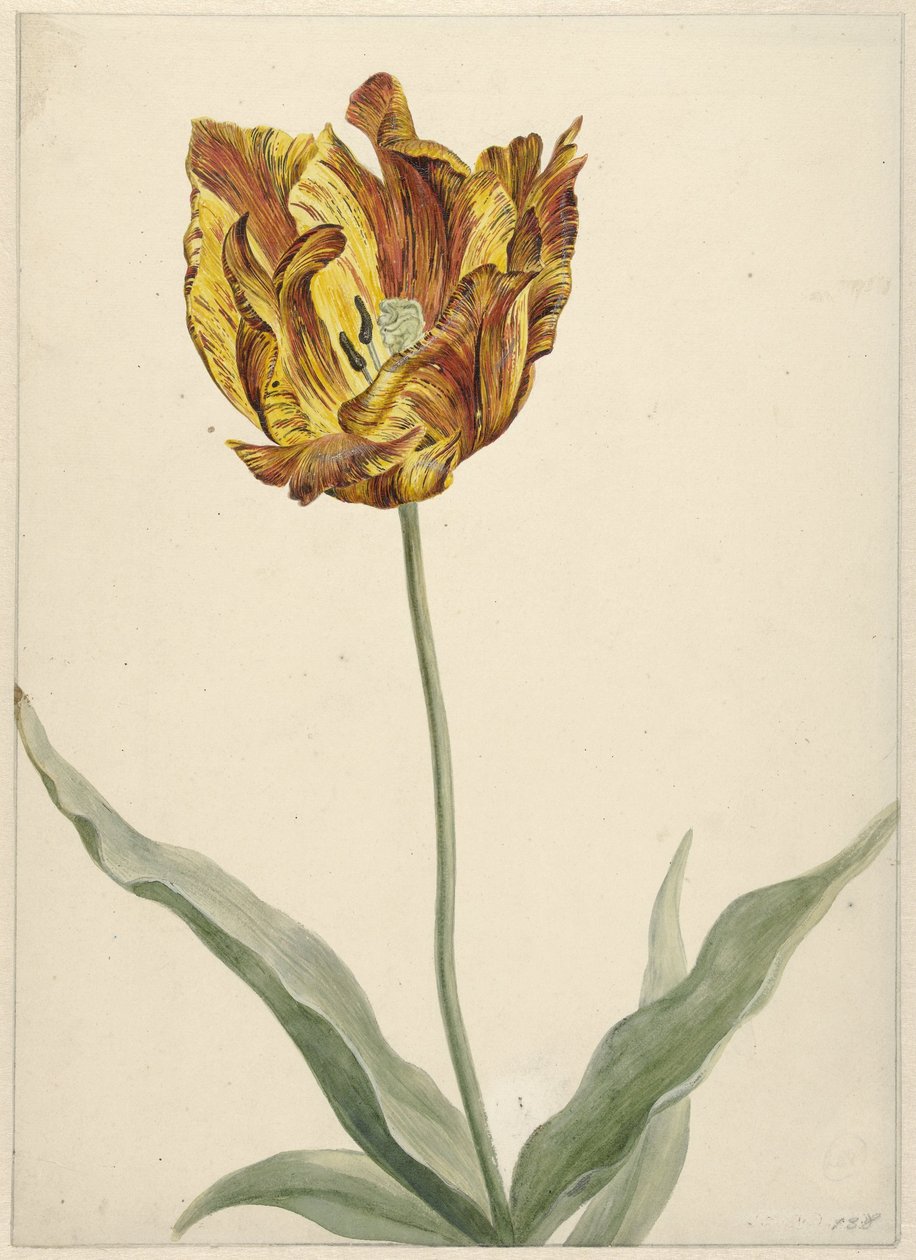 Tulipe - Anonymous