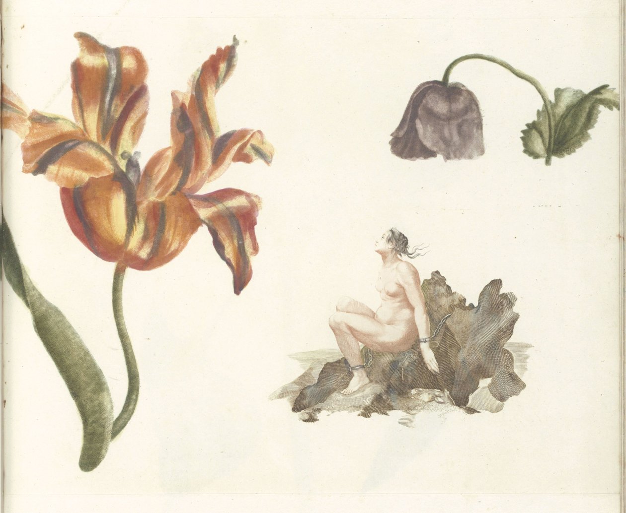 Tulipe, pavot et Andromède - Anonymous